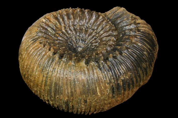 Stephanoceras Ammonite With Spines - Kirchberg, Switzerland #92454